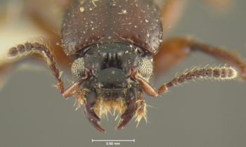Media type: image;   Entomology 24067 Aspect: head frontal view